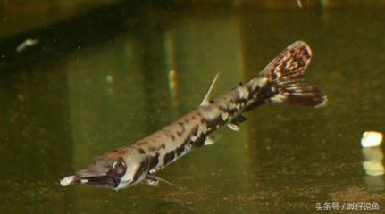 龍魚咬手：如何正確飼養(yǎng)龍魚，龍魚咬傷急救步驟 龍魚百科 第3張