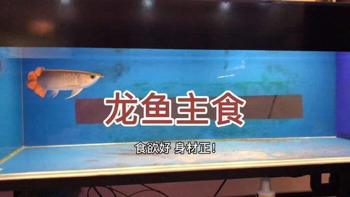 龍魚吃錦鯉好還是草魚好呢視頻：龍魚與錦鯉共養(yǎng)的注意事項 龍魚百科 第4張