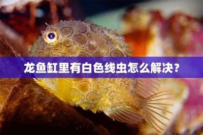 怎樣防治預防龍魚寄生蟲感染病毒的措施：龍魚寄生蟲感染的預防措施 龍魚百科 第5張