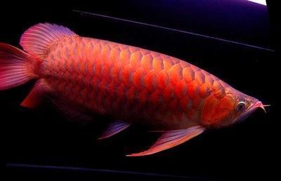 紅龍魚繁殖：關(guān)于紅龍魚繁殖的一些詳細(xì)信息 紅龍魚百科 第4張