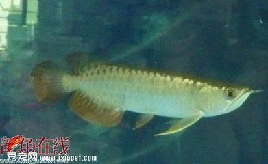 品牌魚缸有哪些品種：當(dāng)貝智能魚缸1ultra價格森森金麟超白智能魚缸原理