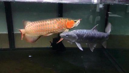 龍魚(yú)老咬配魚(yú)咋辦?。喝绾胃纳讫堲~(yú)咬配魚(yú)的問(wèn)題