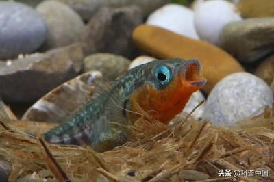 金龍魚(yú)的畫(huà)可以掛家里什么地方?：金龍魚(yú)的畫(huà)作在家庭裝修中起到什么作用金龍魚(yú)的畫(huà)作 水族問(wèn)答 第2張