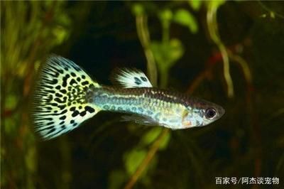 龍魚可以多長時間不吃東西了：龍魚可以多長時間不吃東西 龍魚百科 第2張