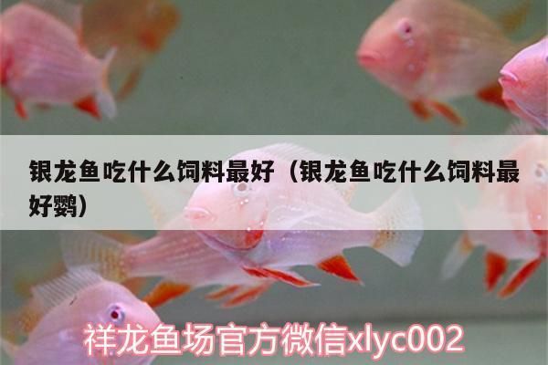 小銀龍魚吃什么飼料最好：小銀龍魚幼魚期如何挑選飼料