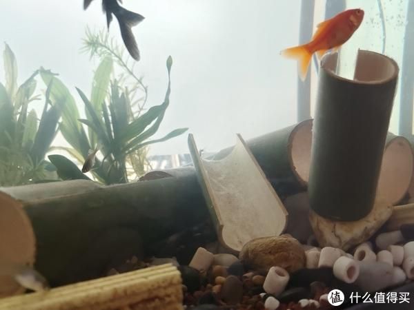 什么木放在魚(yú)缸里最好養(yǎng)：哪些木材適宜作為魚(yú)缸的裝飾 魚(yú)缸百科 第3張