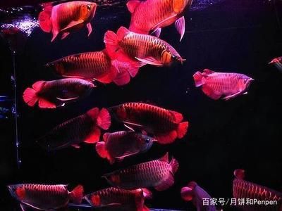 龍魚能和哪些魚混養(yǎng)：如何選擇適合與龍魚混養(yǎng)的魚類