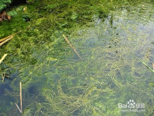 金龍魚的介紹和飼養(yǎng)：金龍魚的飼養(yǎng)方法 水族問答 第2張