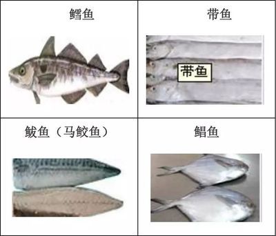 金龍魚(yú)的控股股東是誰(shuí)：關(guān)于金龍魚(yú)的控股股東信息的疑問(wèn)句 水族問(wèn)答