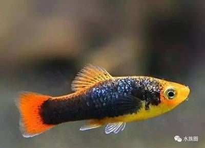 龍魚(yú)喂什么好消化呢：龍魚(yú)消化不良的預(yù)防措施 龍魚(yú)百科 第3張