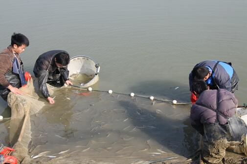 金龍魚的來源于哪里：金龍魚的產(chǎn)地在哪里？ 水族問答