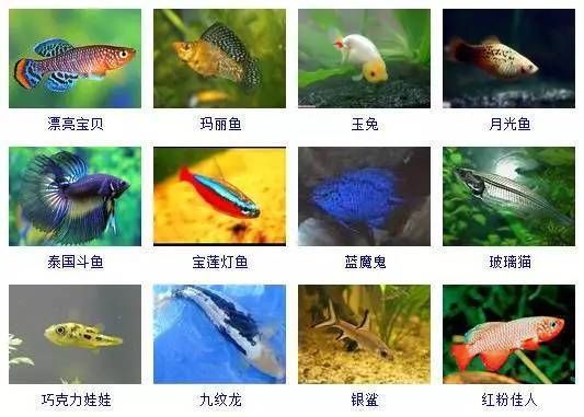 非洲觀賞魚品種介紹：非洲觀賞魚品種的特點及其適應(yīng)性，金恐龍與其他觀賞魚對比 龍魚百科 第4張