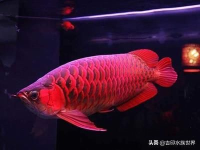 紅龍魚受到驚嚇怎么辦：紅龍魚受驚后的飲食調(diào)整，紅龍魚適應新環(huán)境技巧，紅龍魚飼養(yǎng)常見誤區(qū) 紅龍魚百科 第5張