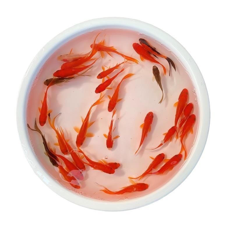 龍魚喂食草金魚優(yōu)缺點：如何安全地喂食草金魚，龍魚消化不良的預防措施 龍魚百科 第1張