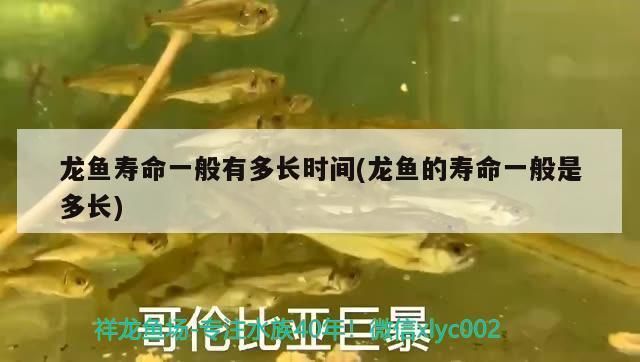 龍魚能長幾年：探究龍魚的壽及其影響因素