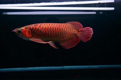 印尼小紅龍魚(yú)繁殖技術(shù)探討：印尼小紅龍魚(yú)的繁殖技術(shù) 紅龍魚(yú)百科 第2張