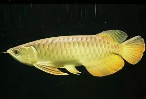 龍魚一直不開口怎么辦：小龍魚不開口怎么辦 龍魚百科 第2張