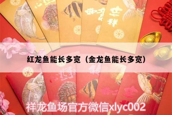 紅龍魚一般能長多大：關(guān)于紅龍魚一般能長多大的詳細信息