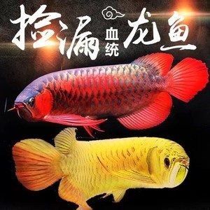 金龍魚(yú)貴還是紅龍魚(yú)貴一點(diǎn)：金龍魚(yú)和紅龍魚(yú)哪個(gè)更貴？ 紅龍魚(yú)百科 第5張