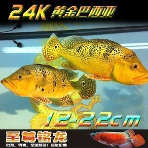 紅龍魚燒尾：如何判斷紅龍魚燒尾程度，紅龍魚燒尾與水質關系