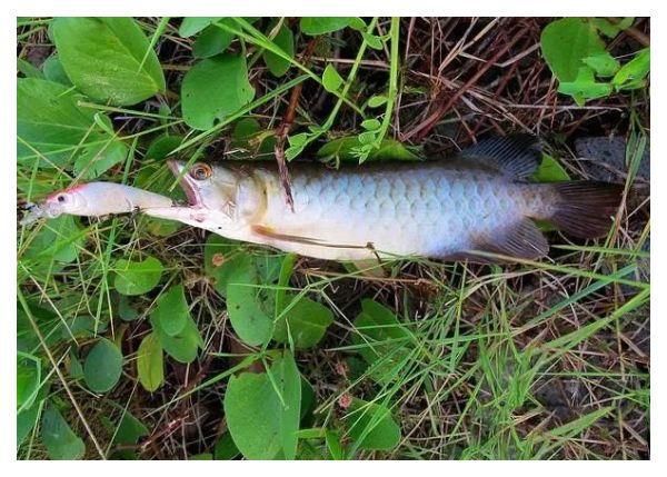 龍魚水溫度多少合適釣魚：冬季釣龍魚的特殊技巧，龍魚釣魚的特殊技巧有哪些