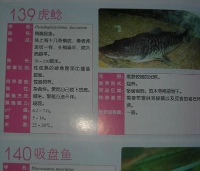 金龍魚(yú)的品牌內(nèi)涵有哪些：未來(lái)金龍魚(yú)品牌將繼續(xù)致力于提供高品質(zhì)的食用油產(chǎn)品質(zhì)量 水族問(wèn)答