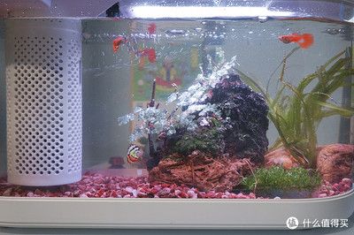 畫法幾何魚缸花盆怎么用：畫法幾何兩棲生態(tài)魚缸 魚缸百科 第5張