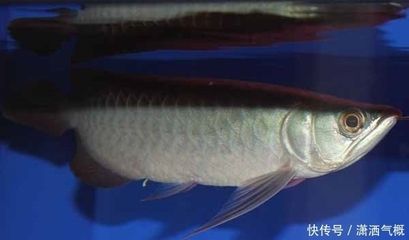 怎樣預(yù)防龍魚腸炎的發(fā)生：龍魚專用驅(qū)蟲藥的使用方法 龍魚百科 第4張