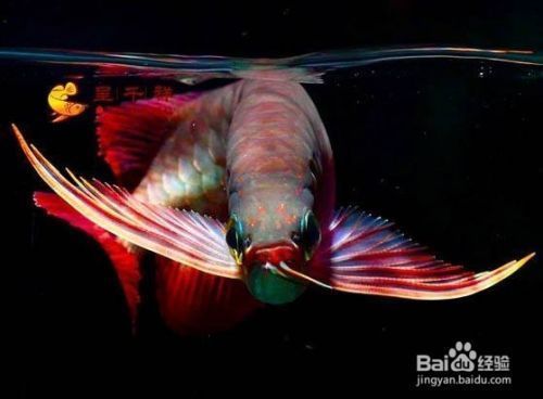 印尼小紅龍魚飼料營養(yǎng)成分對比：印尼小紅龍魚飼料品牌 紅龍魚百科 第5張