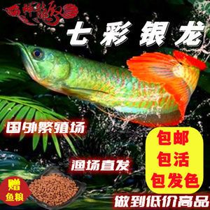 銀龍魚苗專用飼料購買渠道：銀龍魚苗專用飼料可以通過多個渠道購買