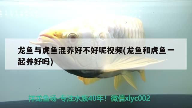 紅龍魚(yú)和虎魚(yú)混養(yǎng)好不好養(yǎng)：紅龍魚(yú)和虎魚(yú)混養(yǎng)的好養(yǎng)程度取決于多個(gè)因素，紅龍魚(yú)混養(yǎng)的繁殖技巧 紅龍魚(yú)百科 第3張