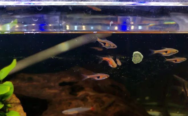 魚缸底層魚推薦：幾種適合飼養(yǎng)在魚缸底層的魚類