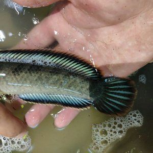 金龍魚的品種怎么分辨公母：如何分辨金龍魚的性別？ 水族問答