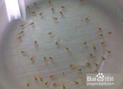 幼魚喂食量控制要點：幼魚喂食量控制的要點 龍魚百科 第5張