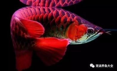 龍魚魟魚的寓意：龍魚和魟魚混養(yǎng)風(fēng)水講究 龍魚百科 第4張