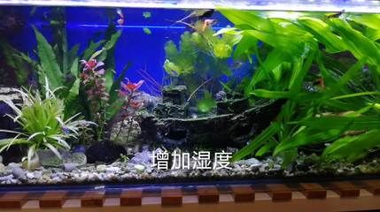 魚缸過濾器排名：魚缸過濾器品牌口碑對比魚缸過濾器排名 魚缸百科 第2張