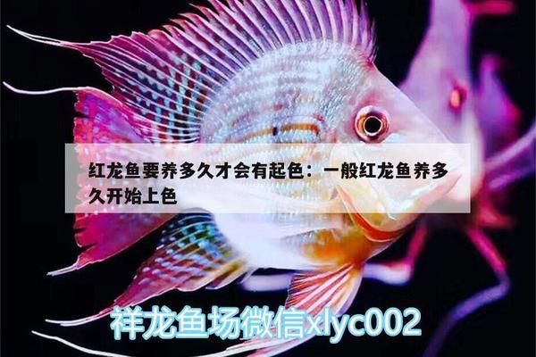 一般紅龍魚養(yǎng)多久開始上色的呀：關(guān)于紅龍魚上色的一些詳細(xì)信息