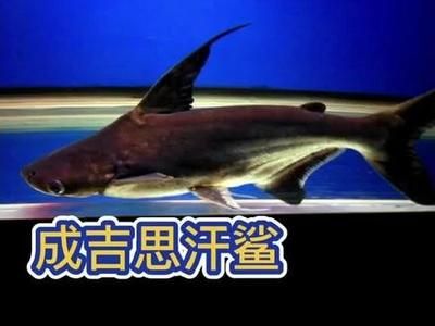 金龍魚(yú)的前世今生是誰(shuí)：金龍魚(yú)前世今生 水族問(wèn)答