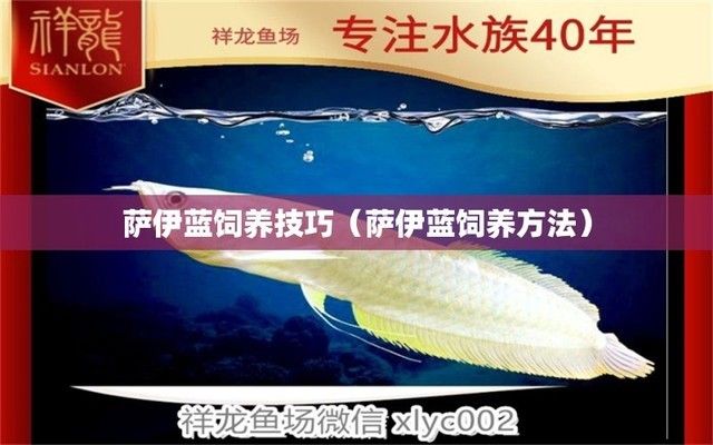 薩伊藍魚缸怎么樣：關于薩伊藍魚缸的詳細要求 魚缸百科 第3張