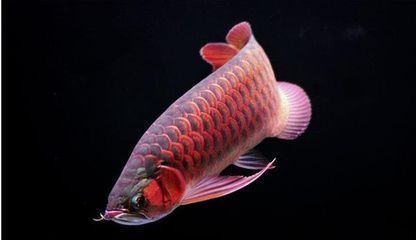 紅尾龍魚(yú)吃什么發(fā)色最好：紅尾龍魚(yú)增色飼料品牌推薦 紅龍魚(yú)百科 第2張