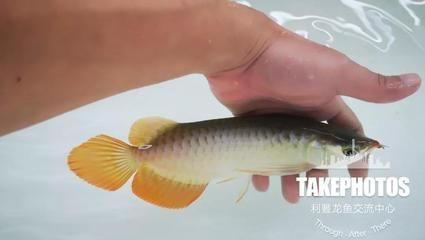 龍魚缸最佳溫度和濕度多少合適：龍魚缸加熱棒選擇指南龍魚缸加熱棒選擇指南