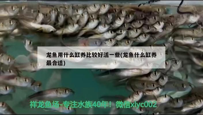 龍魚用什么缸養(yǎng)比較好看的：養(yǎng)龍魚的缸需要合適的尺寸和配置，以確保其健康和美觀