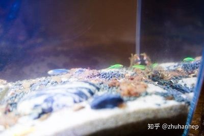 小佩魚缸測(cè)評(píng)：小佩起源紀(jì)智能魚缸mini 魚缸百科 第5張