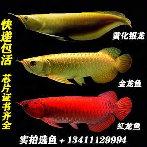 紅龍魚(yú)芯片用什么掃描：紅龍魚(yú)的芯片辨別技巧 紅龍魚(yú)百科 第5張