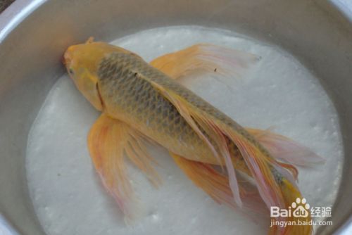 龍鳳鯉魚高溫養(yǎng)殖技巧：在高溫條件下進(jìn)行龍鳳鯉魚養(yǎng)殖 龍魚百科 第5張