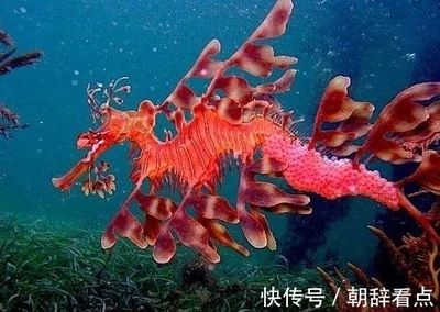 龍魚有刺嗎？：如何去除龍魚刺，龍魚刺少的品種推薦 龍魚百科 第4張