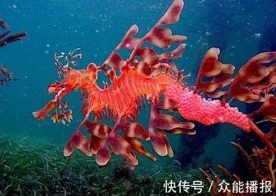 龍魚有刺嗎？：如何去除龍魚刺，龍魚刺少的品種推薦 龍魚百科 第5張