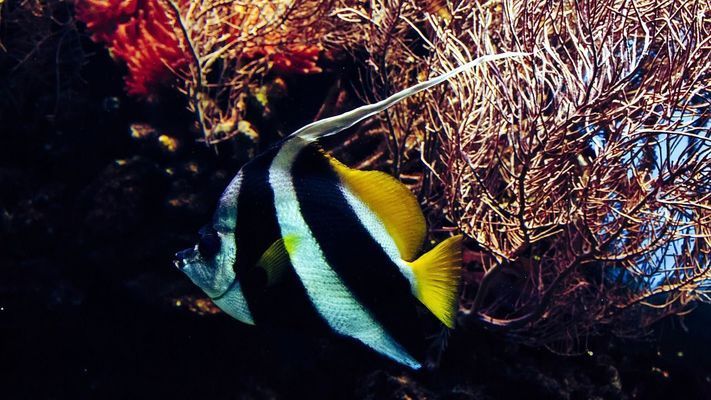 紅龍魚喂食麥穗魚：紅龍魚最佳飼料搭配,麥穗魚消毒方法詳解