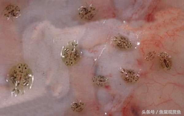 金龍魚的食物來源有哪些：金龍魚的主食是什么？ 水族問答 第1張