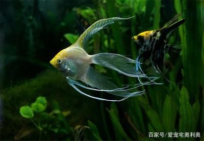 金龍魚(yú)的市場(chǎng)份額：金龍魚(yú)為什么能夠持續(xù)保持高市場(chǎng)份額？ 水族問(wèn)答 第2張